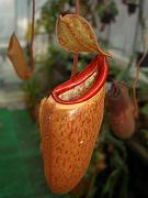 Nepenthes thorelii x ventricosa 2